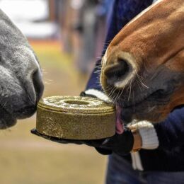 Wildlutscher Leckstein f&uuml;r Pferde und Ponys Chiasamen - Knochen &amp; Gelenke 1,8 kg