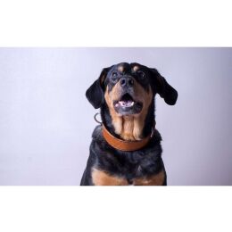 Das Lederband Hundehalsband Weinheim Maroon B 18 mm / L 37 cm