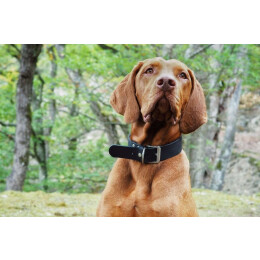 Das Lederband Hundehalsband Weinheim Black B 30 mm / L 52 cm