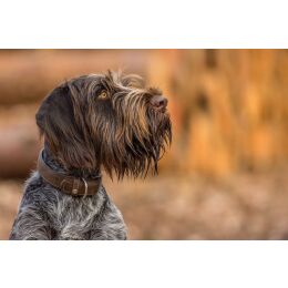 Das Lederband Hundehalsband Boston Mocca B 16 mm / L 35 cm