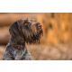 Das Lederband Hundehalsband Boston Mocca B 30 mm / L 50 cm