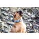 Das Lederband Hundehalsband Boston Granite B 16 mm / L 35 cm