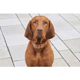 Das Lederband Hundehalsband Toronto Cognac B 25 mm / L 45 cm