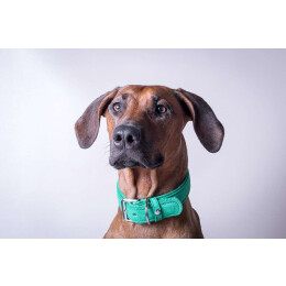 Das Lederband Hundehalsband Toronto Loaf green B 12 mm / L 25 cm