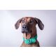 Das Lederband Hundehalsband Toronto Loaf green B 12 mm / L 35 cm