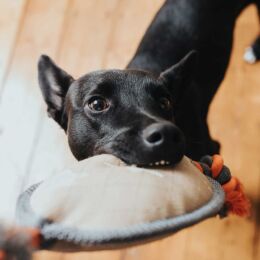 Hunter Hundespielzeug Tough Pombas