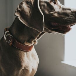 Hunter Halsband Aalborg Special Cognac 50/S-M