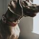 Hunter Halsband Aalborg Special Cognac 50/S-M