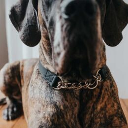 Hunter Halsung mit Kette Aalborg Schwarz 45/M
