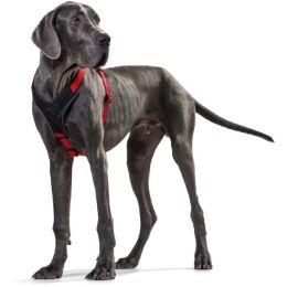 Hunter Geschirr Neopren Rot/Schwarz 38-48/XS-S