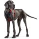 Hunter Geschirr Neopren Rot/Schwarz 81-100/L-XL