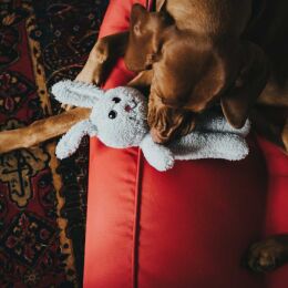 Hunter Hundespielzeug Terni Hase