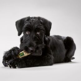 Hunter Trainer Snack Dummy Beige M