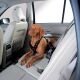 Hunter Autosicherheitsgeschirr Easy Comfort  XL