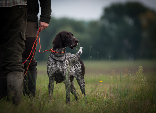 Jagdhundebedarf