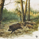 Wild Boars