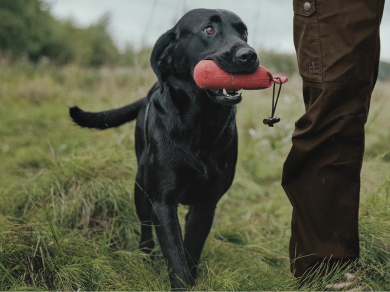 Hundeausstattung für Jagdhunde
