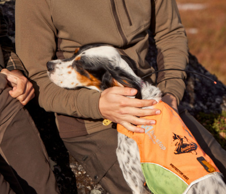 Treibjagd_SignalwestenHund.jpg