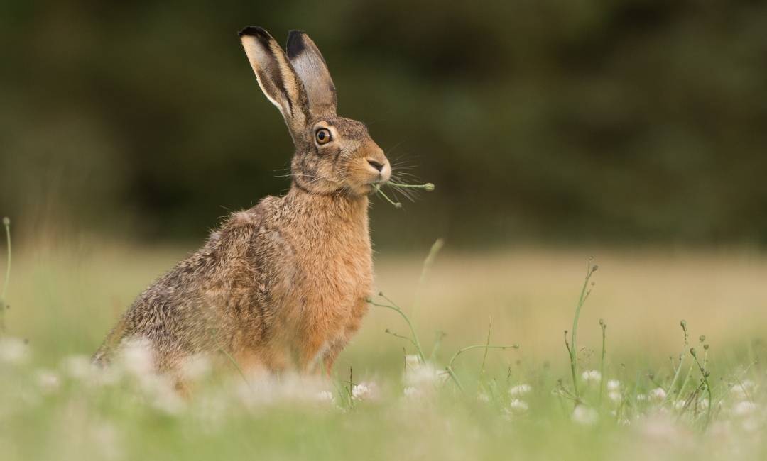 Feldhase.jpg