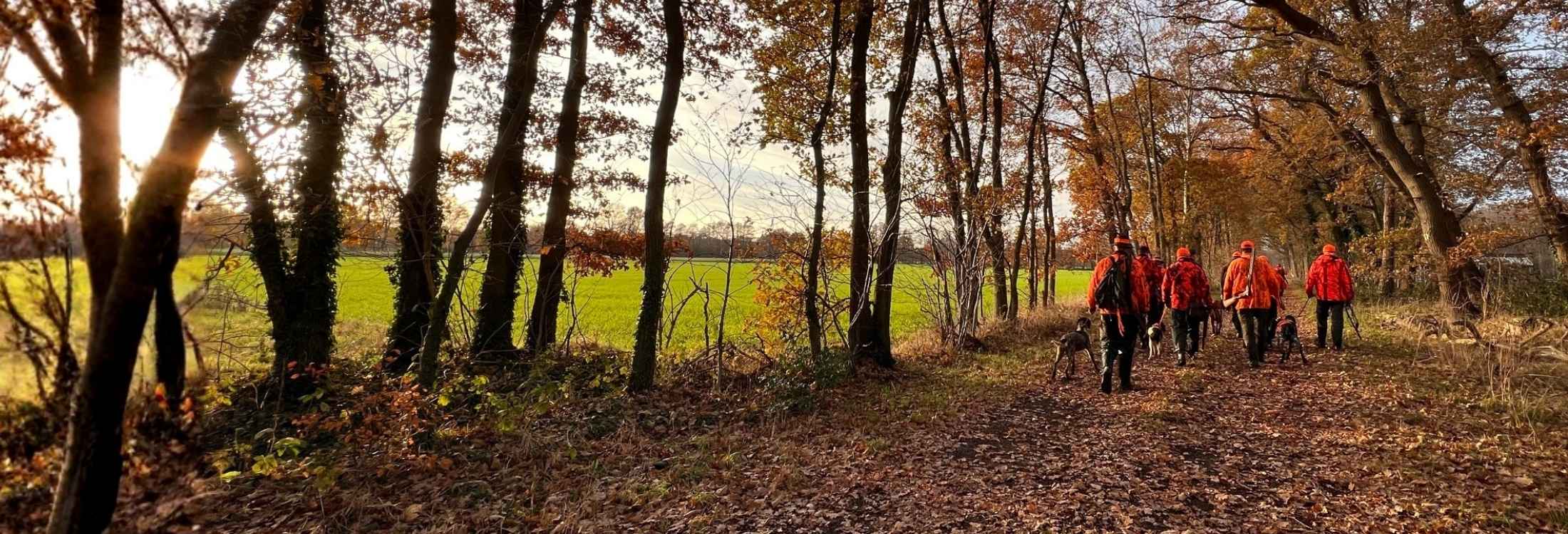 Jäger und Jagdhunde in Signalbekleidung bei einer Treibjagd im Revier