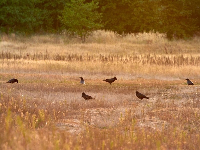 Krähen in unterschiedlichen Körperhaltungen auf einer offenen Fläche