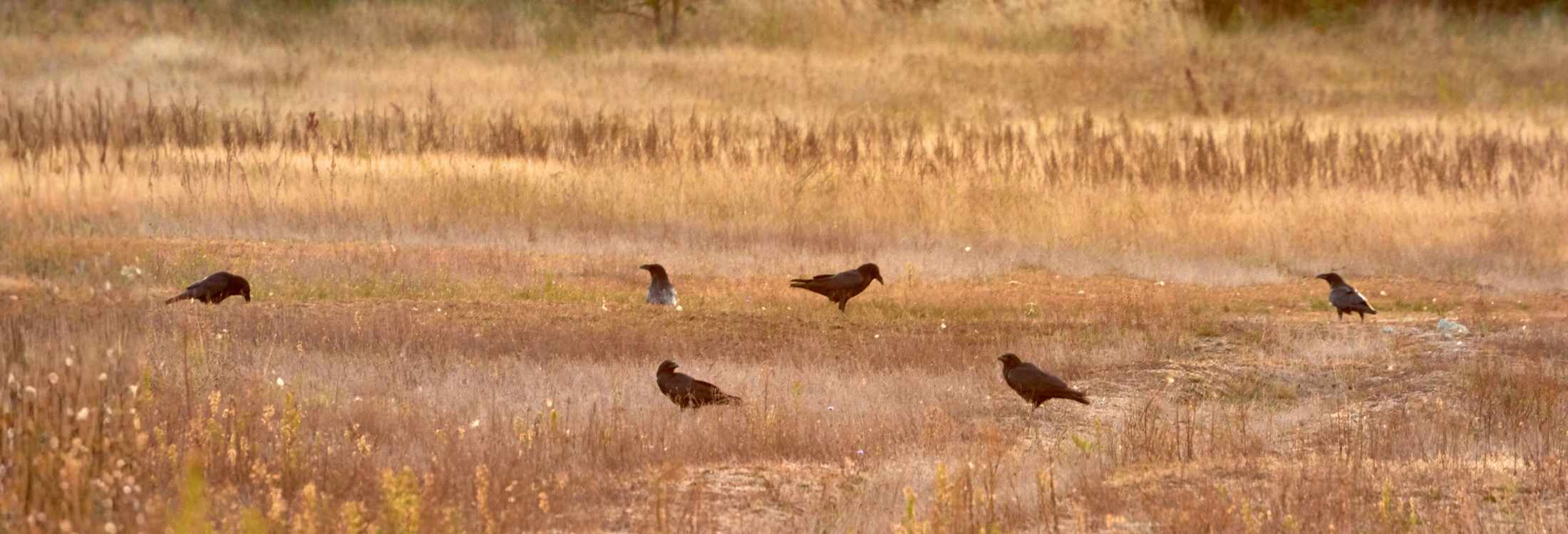 Krähenschwarm auf einer offenen Feldfläche