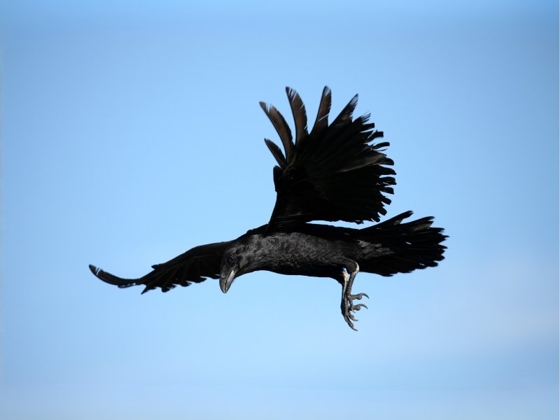 Fliegende Krähe beobachtet aufmerksam ihre Umgebung