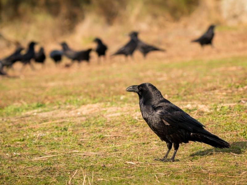 Echte Krähen mit unterschiedlichen Körperhaltungen auf einer Wiese