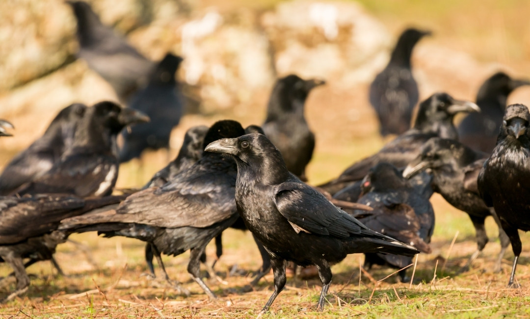 Lockkrähen Lockbild