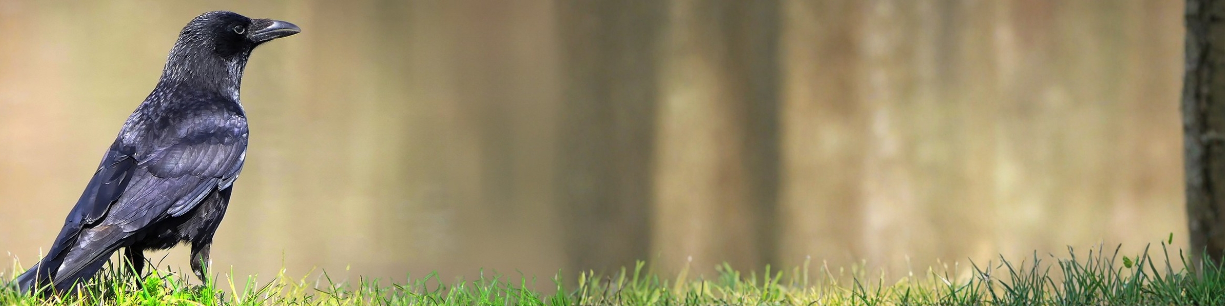 Kraehenjagd_sitzende_Kraehe_auf_wiese1.jpg