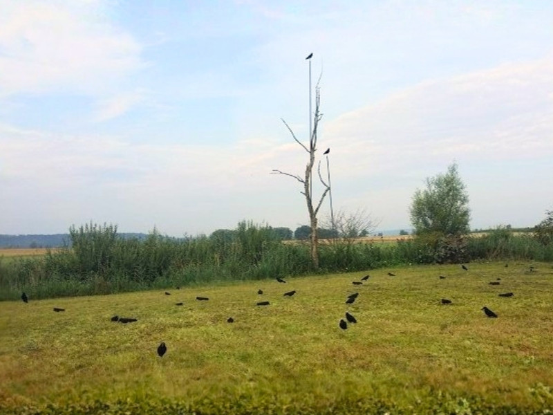 Echte Krähen mit unterschiedlichen Abständen und Blickrichtungen auf einer Feldfläche
