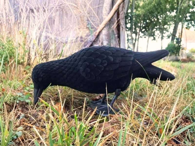 Pickende beflockte Lockkrähe