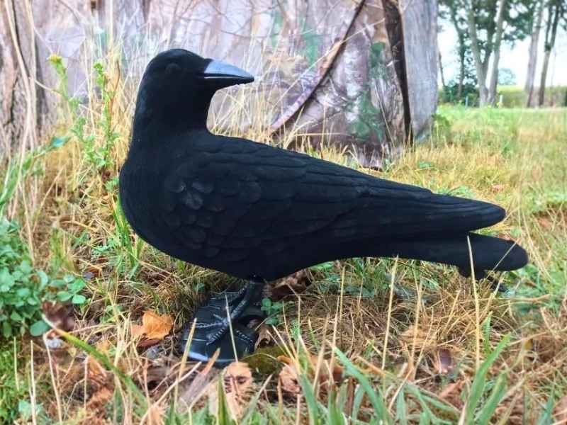 Lockkrähen und Lockbild für die Krähenjagd