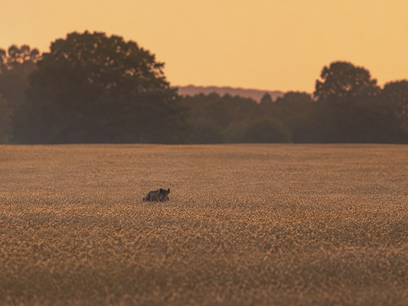 Wildschwein_im_Weizenfeld.jpg