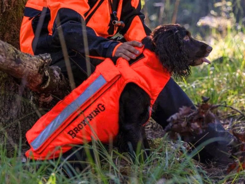 Jagdhund mit signaloranger Hundeschutzweste