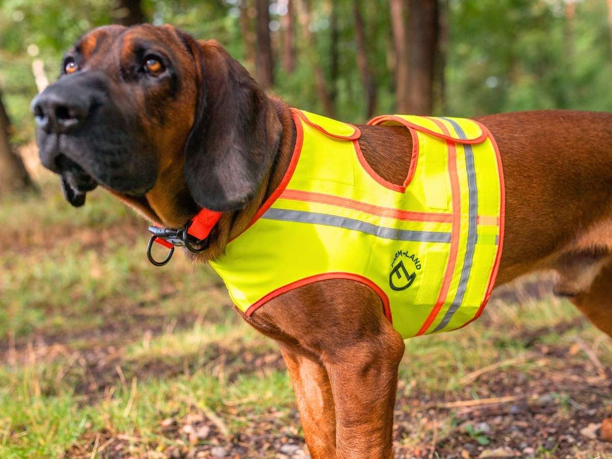 Jagdhund mit Signalweste im jagdlichen Einsatz