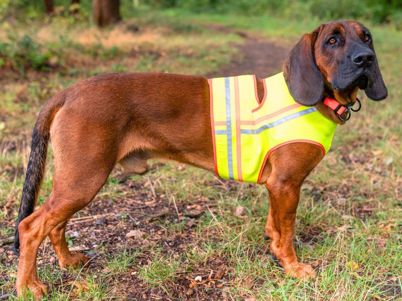 Jagdhund mit gut sichtbarer Signalweste