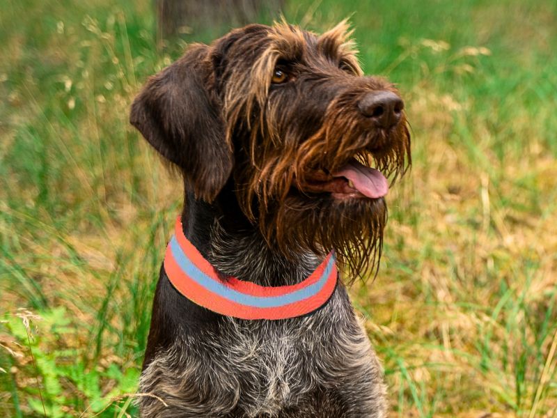 Jagdhund mit signaloranger Warnhalsung