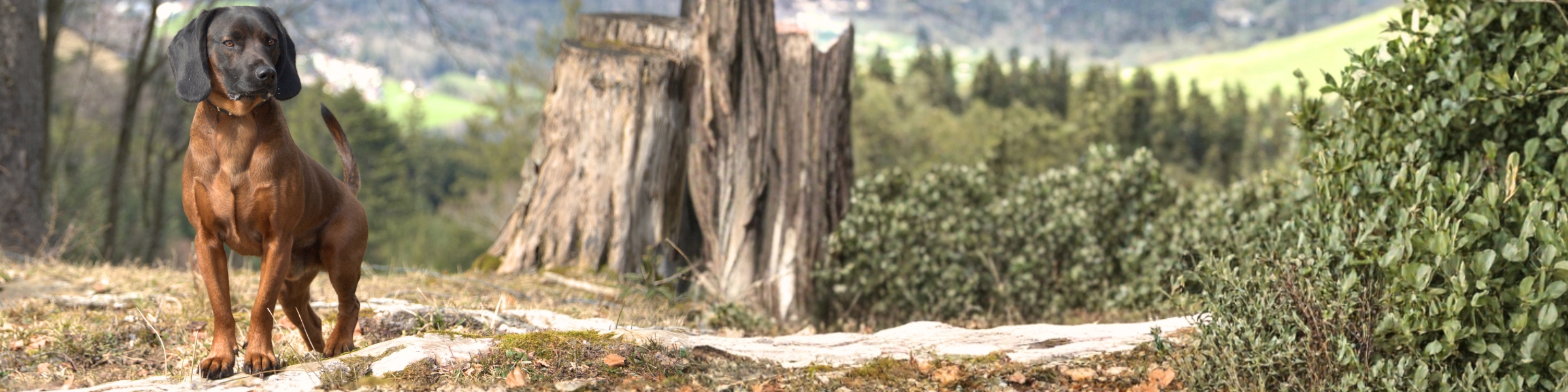 Hundebedarf für Jagdhunde – Jagdhund im Revier mit Ausrüstung.jpg