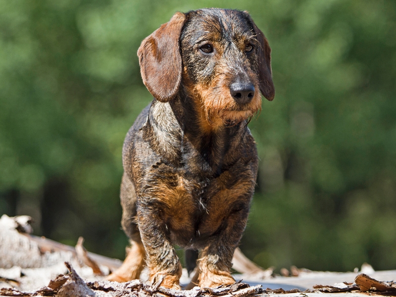 Pirschtage Hundebedarf für Jagdhunde und Hundeführer