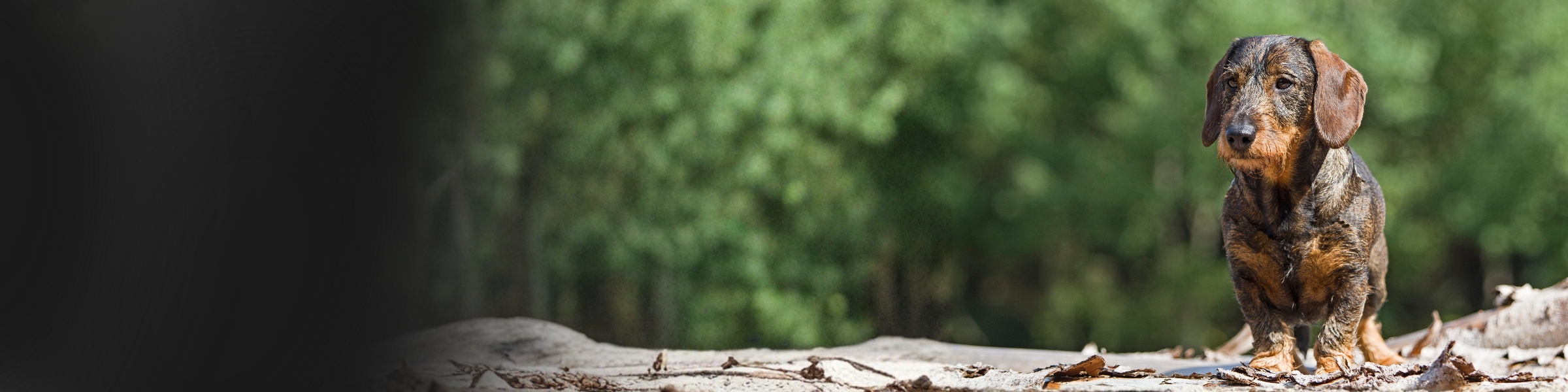 Pirschtage_Header_Hundebedarf.jpg