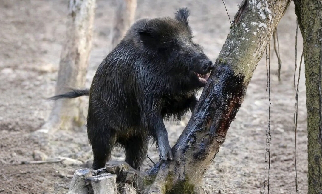 Lockmittel für die Jagd im Jagdrevier