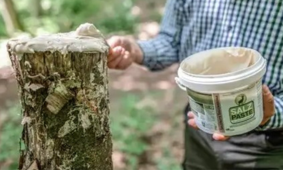 Salzpasten und Salzlecksteine für das Jagdrevier
