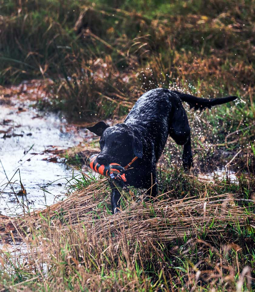 Alles fr die Hundeausbildung 