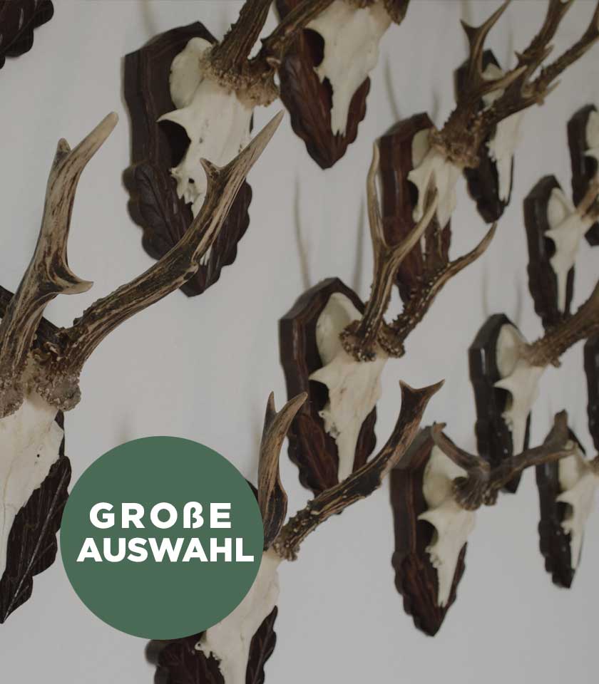 Gehrn- und Geweihbretter