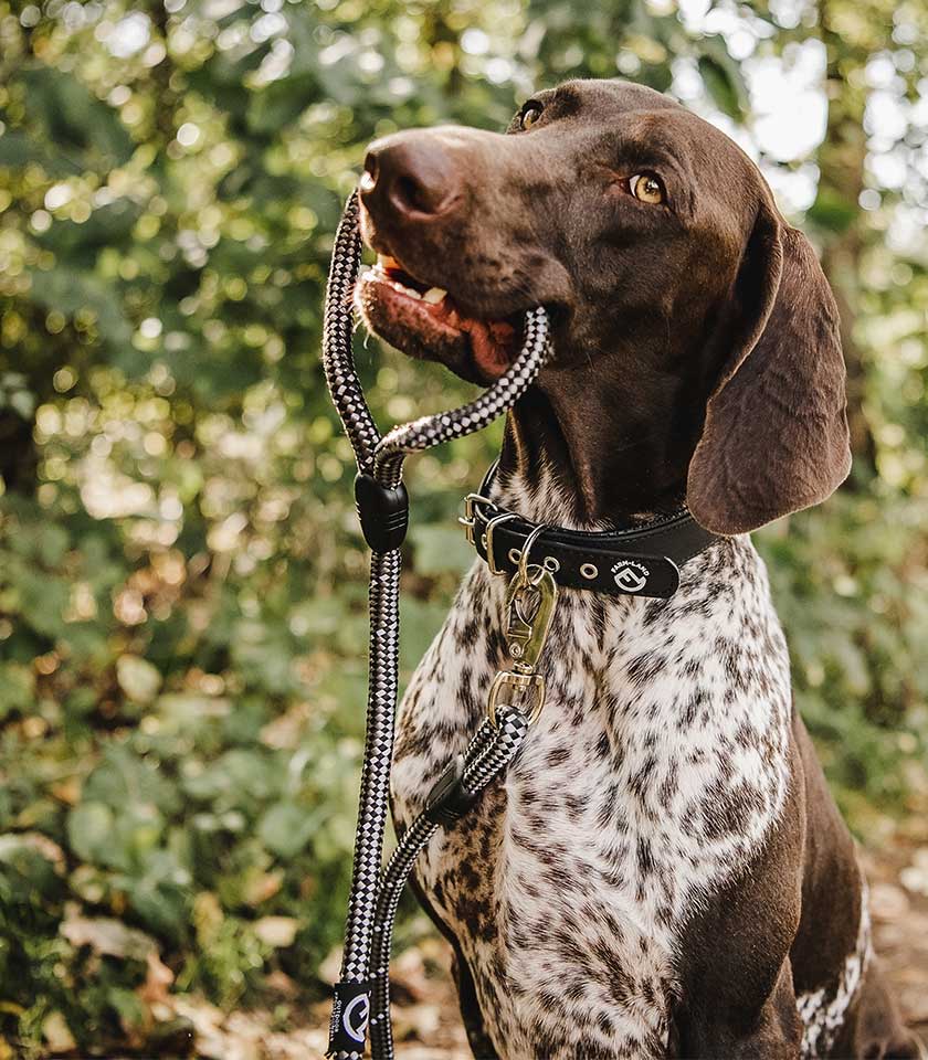 Farm-Land Hundewelt