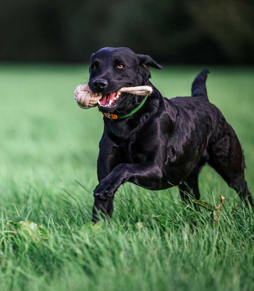 Spielzeug fr Hunde