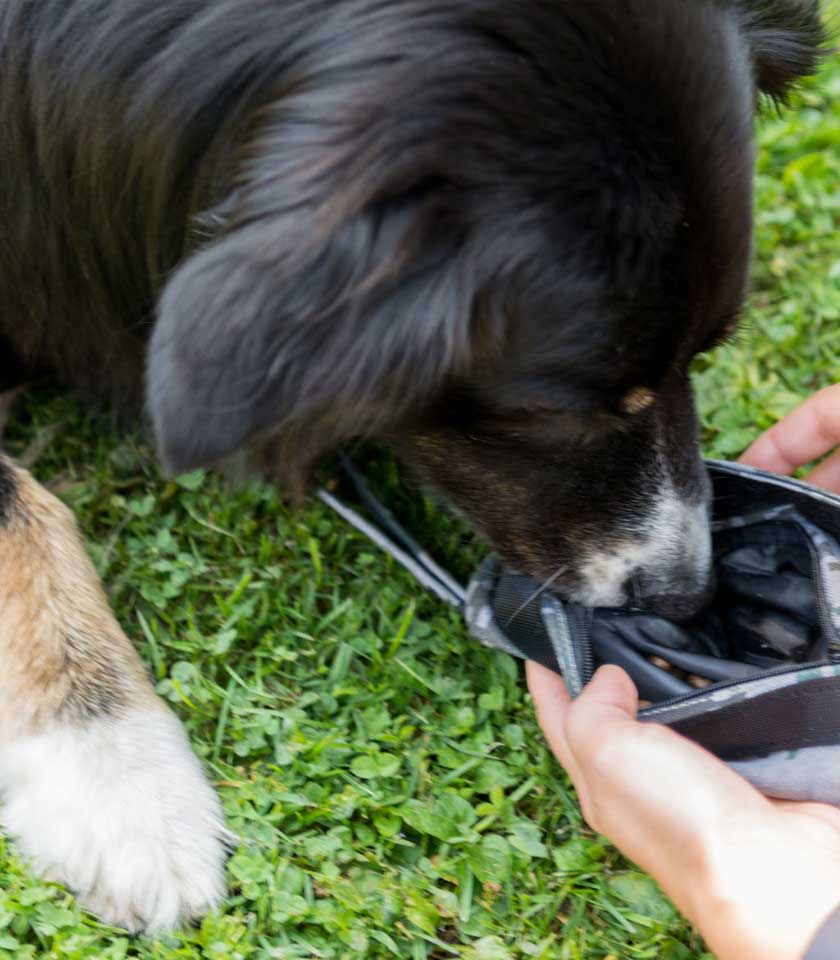 Hunde-Snacks