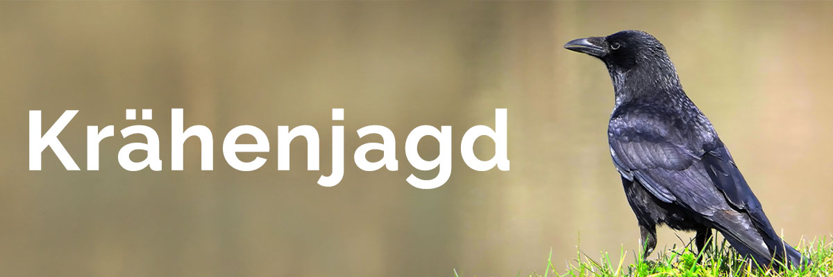 meue_kraehenjagd.jpg