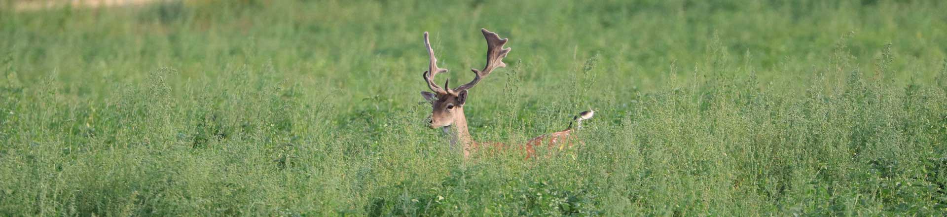 Jagen im Herbst: Auf Damwild zur Brunftzeit. Entdecke hier Zielstöcke für die Pirsch.